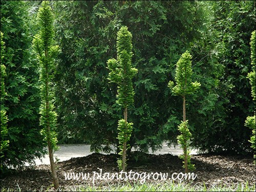 Growing in front of a large hedge of Techny Arborvitae.